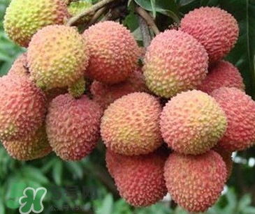 增城和從化荔枝哪個出名？哪種荔枝最有名