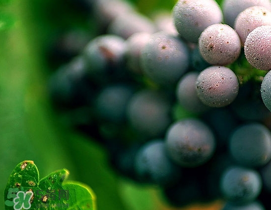 無籽葡萄是打避孕藥的嗎？無籽葡萄對人體有害嗎？