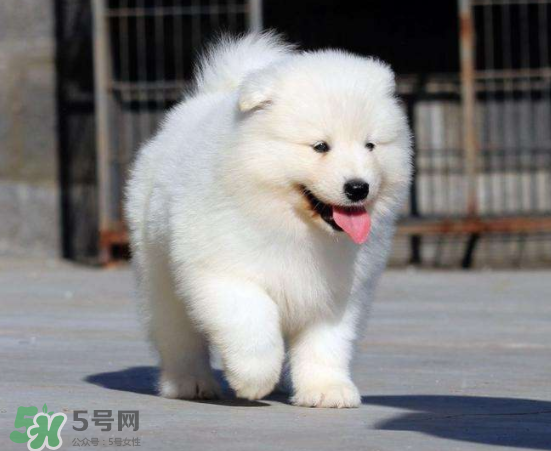 薩摩耶貪吃嗎？薩摩耶為什么貪吃？