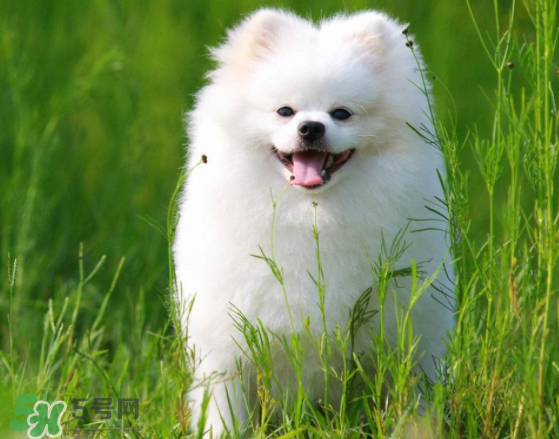 薩摩耶貪吃嗎？薩摩耶為什么貪吃？