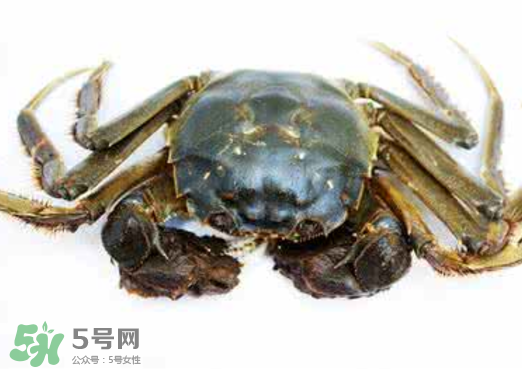 黃浦江邊為什么會(huì)出現(xiàn)大閘蟹？黃浦江岸邊驚現(xiàn)大閘蟹