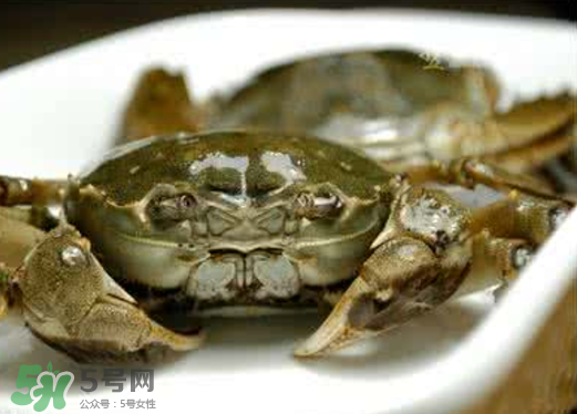 黃浦江邊為什么會(huì)出現(xiàn)大閘蟹？黃浦江岸邊驚現(xiàn)大閘蟹