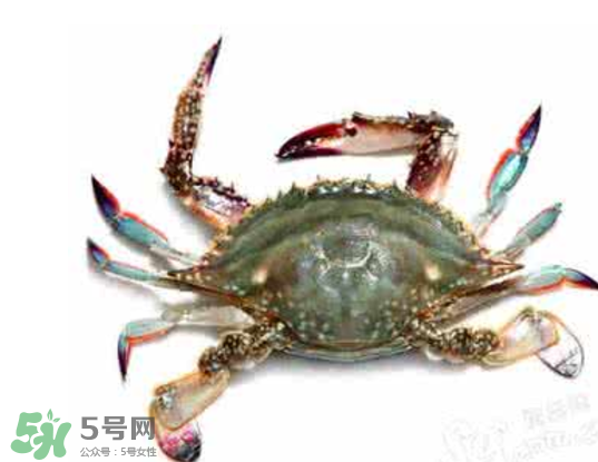 黃浦江邊為什么會(huì)出現(xiàn)大閘蟹？黃浦江岸邊驚現(xiàn)大閘蟹