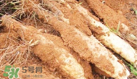 淮山藥是鐵棍山藥嗎？淮山藥和鐵棍山藥的區(qū)別