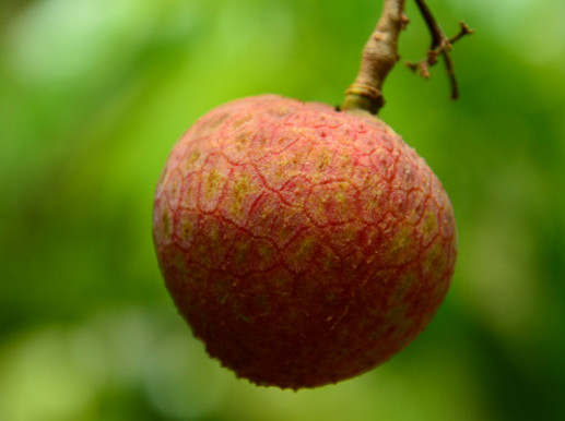 一顆掛綠荔枝樹大概產(chǎn)量多少？掛綠荔枝與妃子笑荔枝區(qū)別