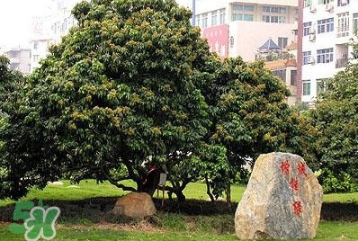 掛綠荔枝為什么這么出名？掛綠荔枝的由來和傳說