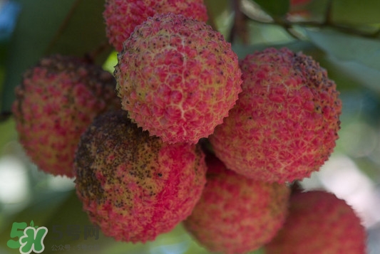 從化荔枝幾月熟？從化荔枝什么時(shí)候成熟