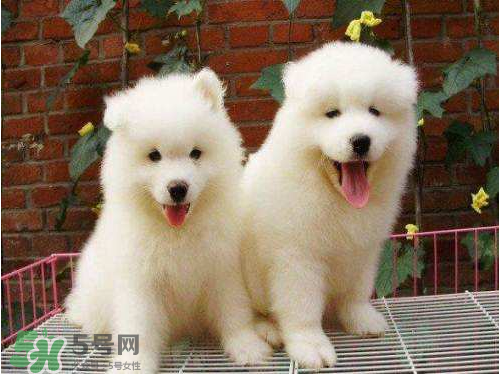 薩摩耶多少錢一只？小薩摩耶多少錢一只？