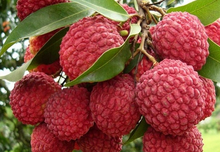 增城荔枝什么時(shí)候成熟？增城的荔枝品種有哪些？