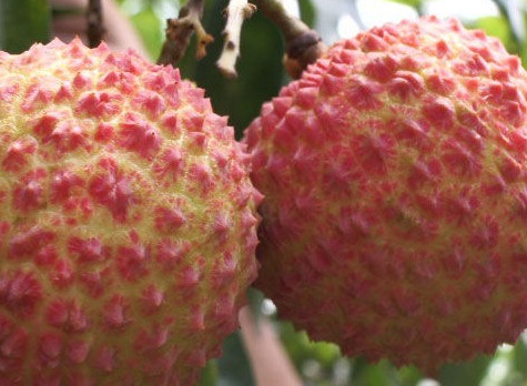 增城荔枝什么時(shí)候成熟？增城的荔枝品種有哪些？