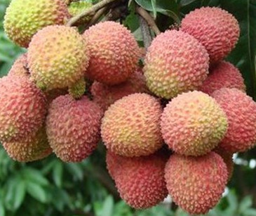 增城荔枝什么時(shí)候成熟？增城的荔枝品種有哪些？