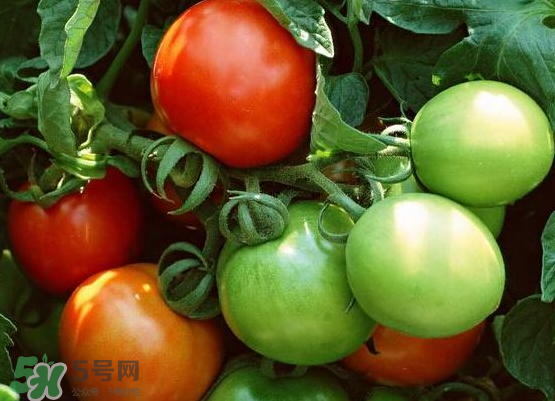 青西紅柿放紅了能吃嗎？青西紅柿放熟了能吃嗎？