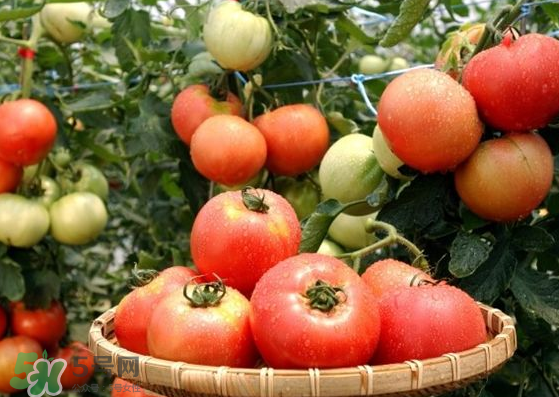 青西紅柿放紅了能吃嗎？青西紅柿放熟了能吃嗎？