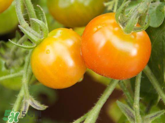 青西紅柿放紅了能吃嗎？青西紅柿放熟了能吃嗎？