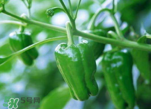 辣椒多少錢(qián)一斤 辣椒怎么保存新鮮不爛 辣椒多少錢(qián)一斤 辣椒怎么保存新鮮不爛