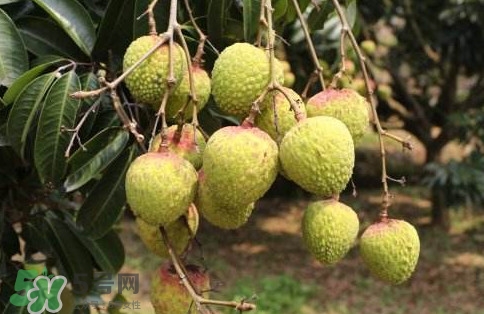 增城荔枝多少錢一斤？增城荔枝哪里的最好吃