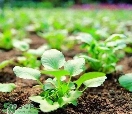 可輕減肥膠囊有效果嗎？可輕減肥膠囊怎么樣？