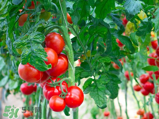 西紅柿爛了一點還能吃嗎？西紅柿爛了能吃嗎？