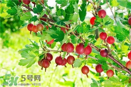 醋栗是什么?醋栗怎么吃? 醋栗是什么?醋栗怎么吃?