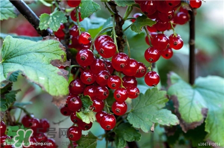 醋栗是什么?醋栗怎么吃? 醋栗是什么?醋栗怎么吃?