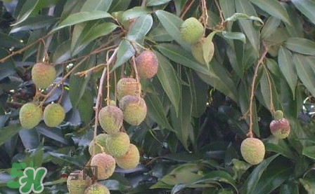 黑葉荔枝有什么特點(diǎn)？黑葉荔枝的功效