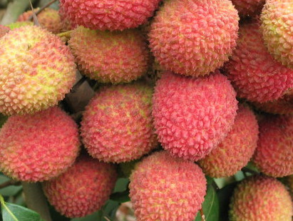 一顆掛綠荔枝樹大概產(chǎn)量多少？掛綠荔枝與妃子笑荔枝區(qū)別