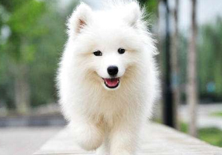 薩摩耶貪吃嗎？薩摩耶為什么貪吃？