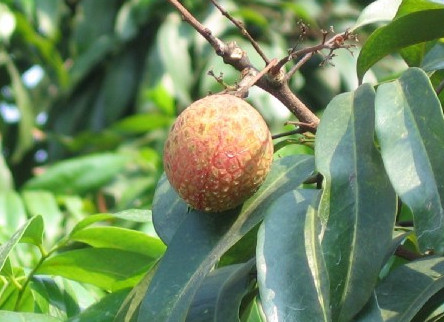 增城荔枝什么時(shí)候成熟？增城的荔枝品種有哪些？