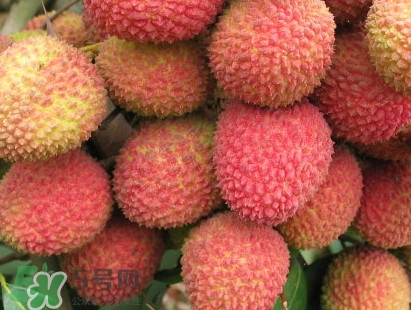 增城和從化荔枝哪個出名？哪種荔枝最有名