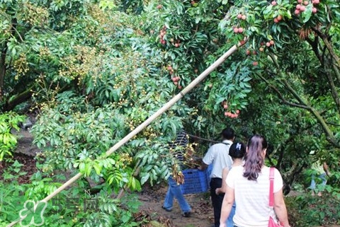 從化荔枝品種有哪些？從化哪里可以摘荔枝