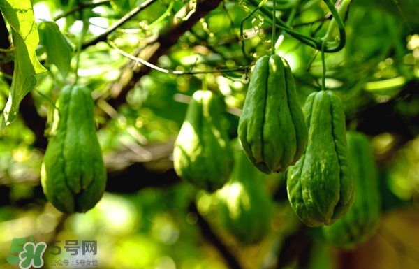 佛手瓜是涼性還是熱性？佛手瓜是什么樣子？