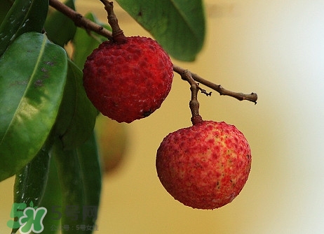 從化荔枝幾月熟？從化荔枝什么時(shí)候成熟