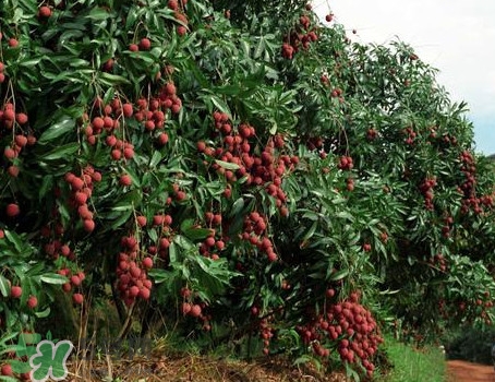 從化荔枝品種有哪些？從化哪里可以摘荔枝