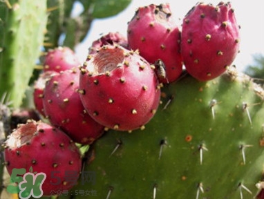 多肉植物能吃嗎？多肉植物哪些可以吃