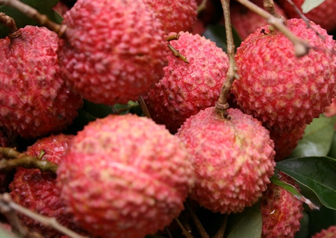 增城荔枝什么時(shí)候成熟？增城的荔枝品種有哪些？