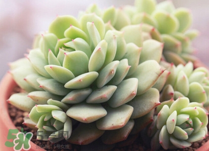 多肉植物能吃嗎？多肉植物哪些可以吃