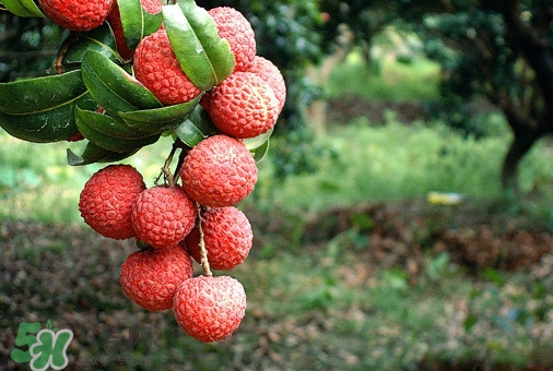 從化荔枝幾月熟？從化荔枝什么時(shí)候成熟