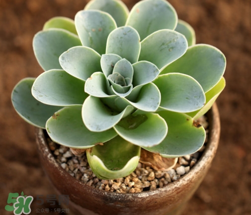 多肉植物怎么養(yǎng)？多肉植物多久澆一次水