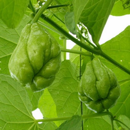 佛手瓜是涼性還是熱性？佛手瓜是什么樣子？