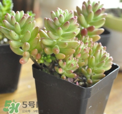 多肉植物能吃嗎？多肉植物哪些可以吃