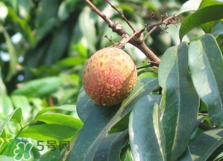 增城哪里可以摘荔枝？增城哪里有荔枝摘