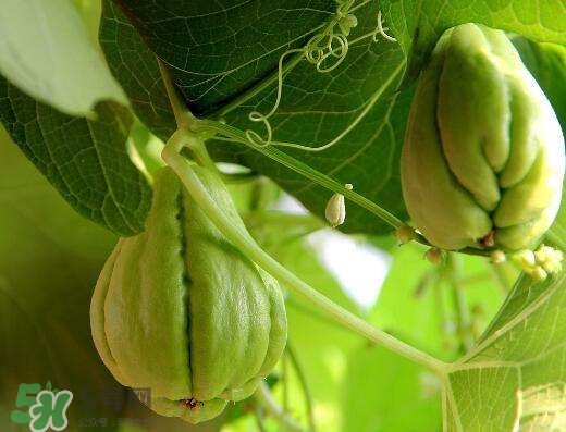 佛手瓜有沒有毒？佛手瓜吃了會致癌嗎？