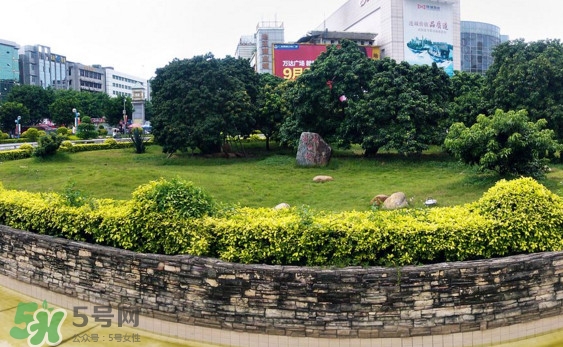 掛綠荔枝為什么這么出名？掛綠荔枝的由來和傳說