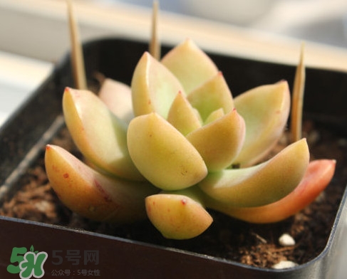 多肉植物能吃嗎？多肉植物哪些可以吃