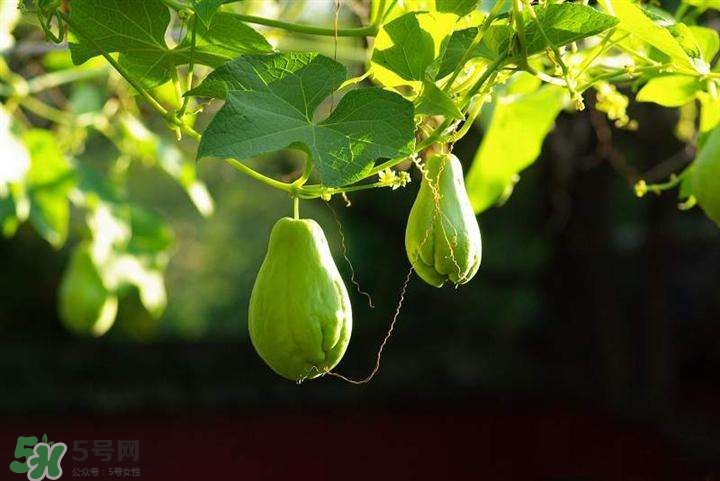 佛手瓜有沒有毒？佛手瓜吃了會致癌嗎？