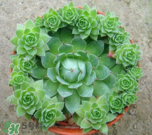 多肉植物能吃嗎？多肉植物哪些可以吃