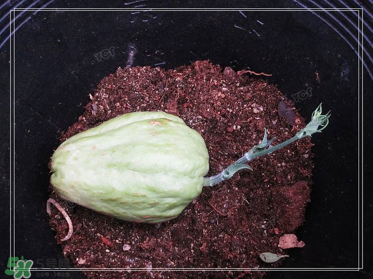 佛手瓜發(fā)芽了可以吃嗎？佛手瓜怎么吃？