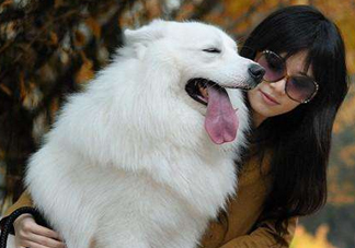 薩摩耶多少錢一只？小薩摩耶多少錢一只？