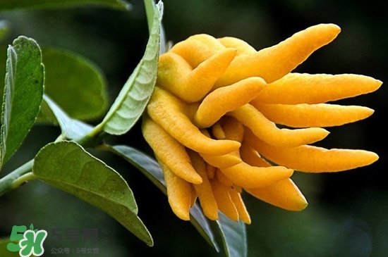 佛手與佛手瓜有什么區(qū)別？佛手與佛手鉗有什么區(qū)別