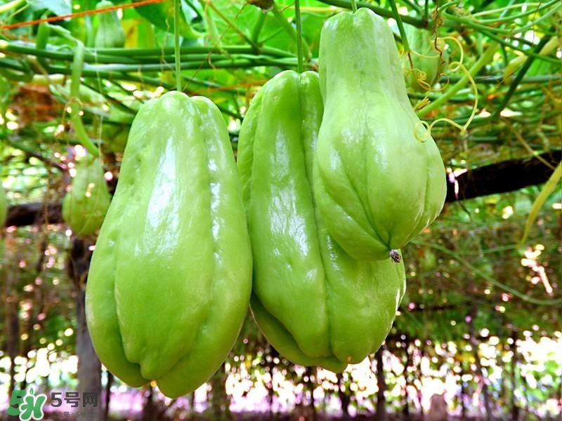 佛手瓜的皮能吃嗎？佛手瓜怎么做最好吃？